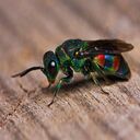 emerald wasp wallpaper  screen for extension Chrome web store in OffiDocs Chromium