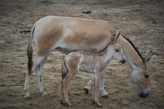 Free download Emmen Zoo Mule -  free photo or picture to be edited with GIMP online image editor