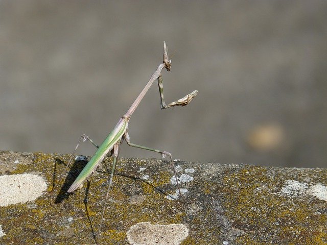 Free download Empusa Mantis Insect -  free photo or picture to be edited with GIMP online image editor