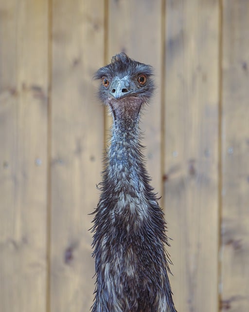 Free download emu bird animal wildlife free picture to be edited with GIMP free online image editor
