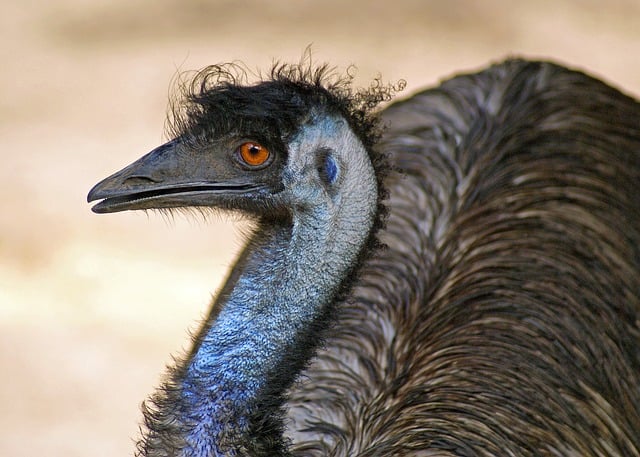 Free download emu bird flightless bird australia free picture to be edited with GIMP free online image editor