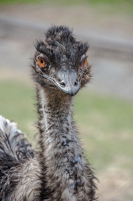 Free download emu bird nature wildlife animal free picture to be edited with GIMP free online image editor