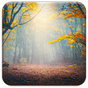 Enchanted Forest  screen for extension Chrome web store in OffiDocs Chromium