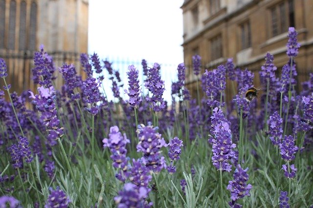 ดาวน์โหลดฟรี England University Famous - ภาพถ่ายหรือรูปภาพฟรีที่จะแก้ไขด้วยโปรแกรมแก้ไขรูปภาพออนไลน์ GIMP