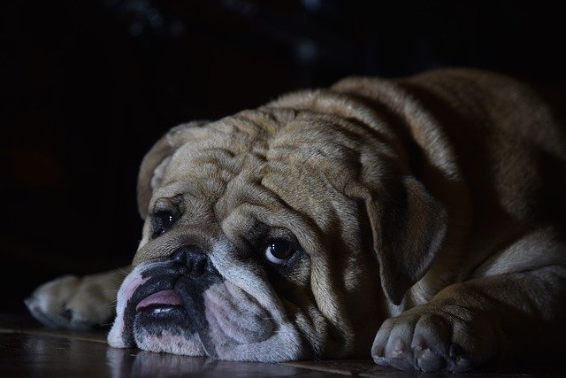 Free download English Bulldog Dog -  free photo or picture to be edited with GIMP online image editor