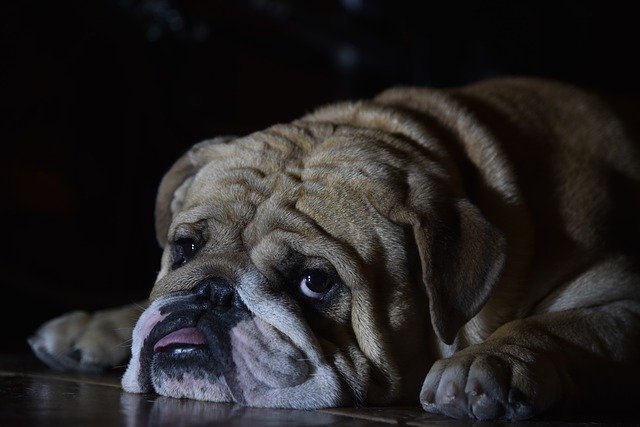 Unduh gratis English Bulldog Dog - foto atau gambar gratis untuk diedit dengan editor gambar online GIMP