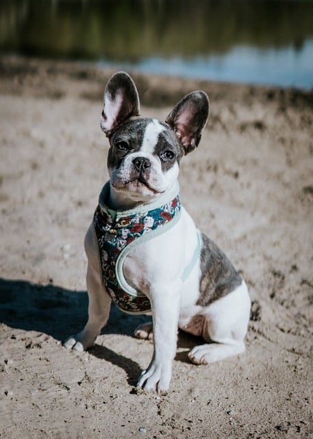 Free download english bulldog purebred free picture to be edited with GIMP free online image editor