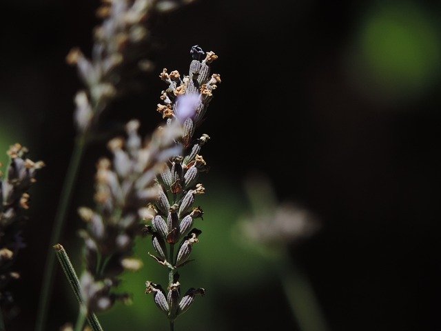 Free download English Lavender Peddle Bees -  free photo or picture to be edited with GIMP online image editor