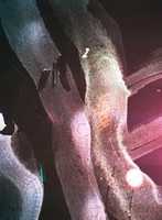 Free download Ente Repelente free photo or picture to be edited with GIMP online image editor