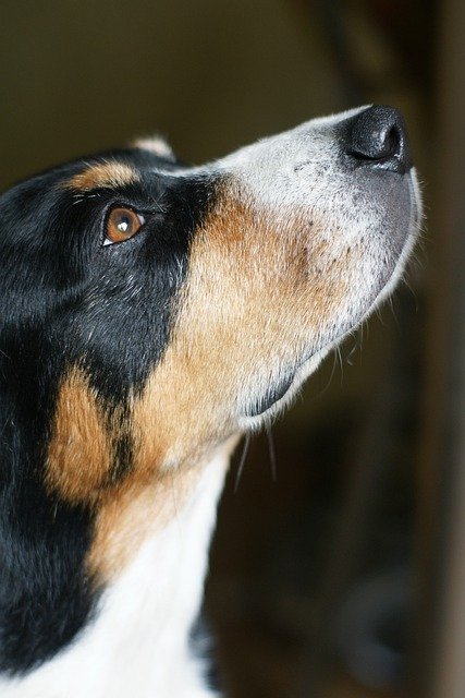 Unduh gratis Entlebucher Dog Eyes - foto atau gambar gratis untuk diedit dengan editor gambar online GIMP