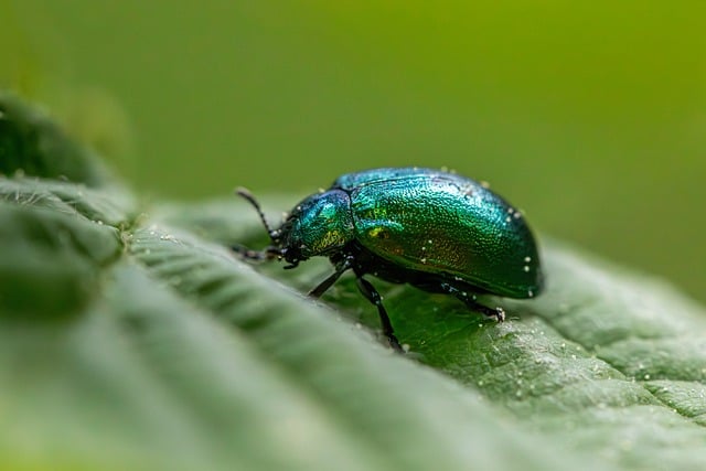 Free download entomology arthropods beetles free picture to be edited with GIMP free online image editor
