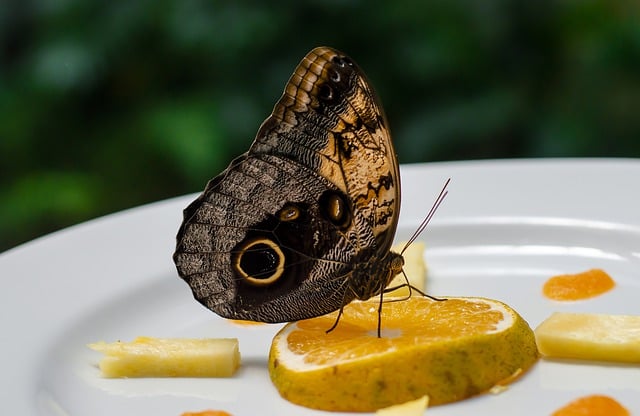 Unduh gratis entomologi alam kupu-kupu serangga gambar gratis untuk diedit dengan editor gambar online gratis GIMP