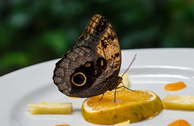 Free download entomology nature butterfly insect free picture to be edited with GIMP free online image editor
