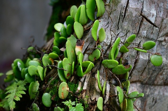 Free download Epiphyte Wild Plants Trunk -  free photo or picture to be edited with GIMP online image editor