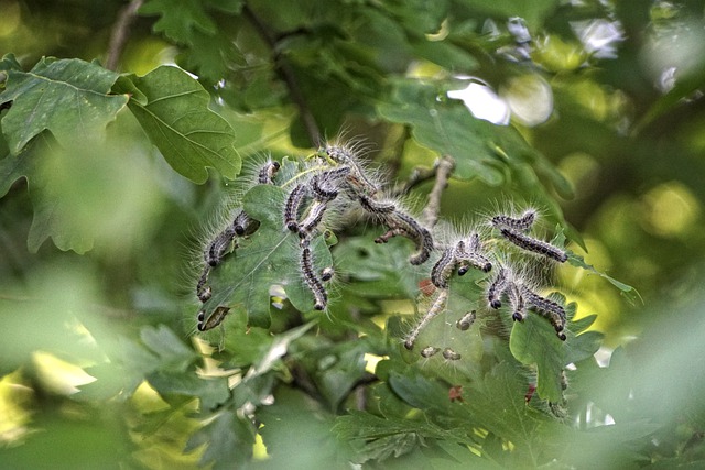 Free download eps oak processionary moth oak free picture to be edited with GIMP free online image editor