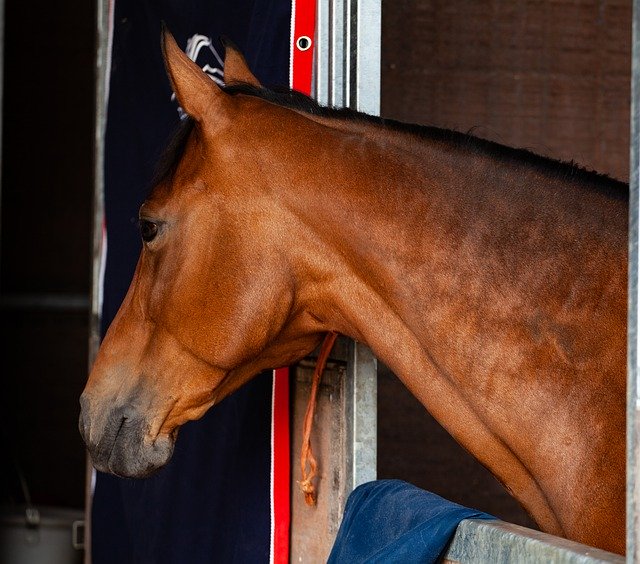 Téléchargement gratuit de concours de chevaux équestres - photo ou image gratuite à éditer avec l'éditeur d'images en ligne GIMP