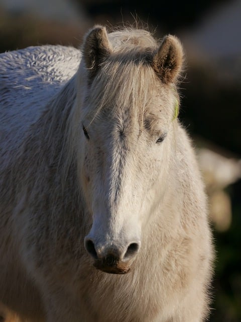 Free download equine horse pony animal nature free picture to be edited with GIMP free online image editor