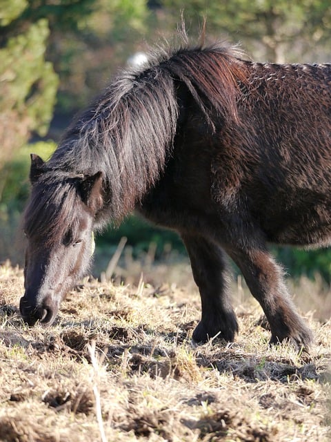 Free download equine horse pony mane brown free picture to be edited with GIMP free online image editor