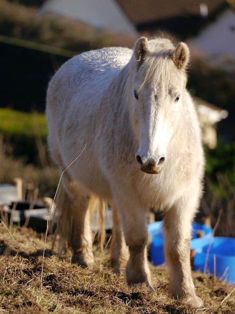 Free download equine pony horse white fur free picture to be edited with GIMP free online image editor
