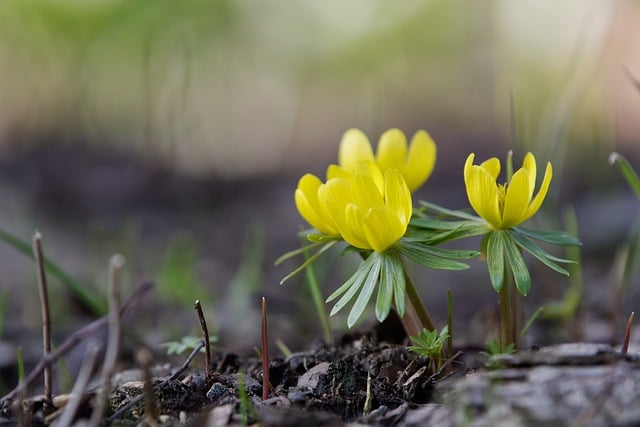 Free download eranthis hyemalis winter aconite free picture to be edited with GIMP free online image editor