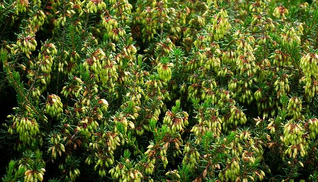 Free download Erica Plants Autumn Needle -  free photo or picture to be edited with GIMP online image editor