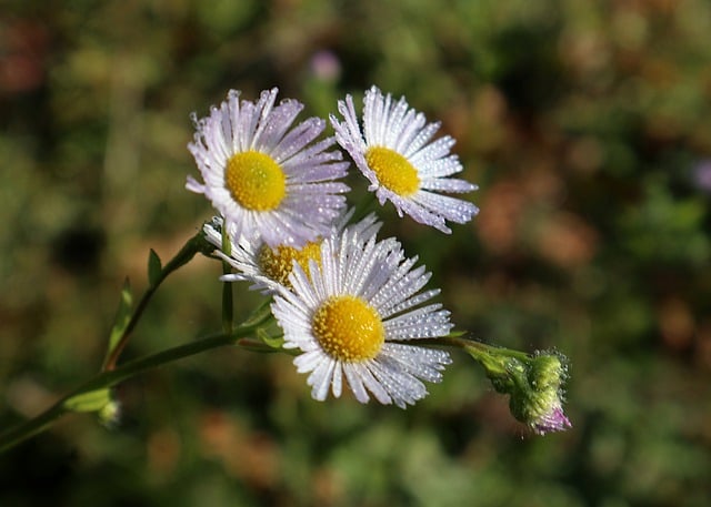 Free download erigeron annuus daisy fleabane dew free picture to be edited with GIMP free online image editor