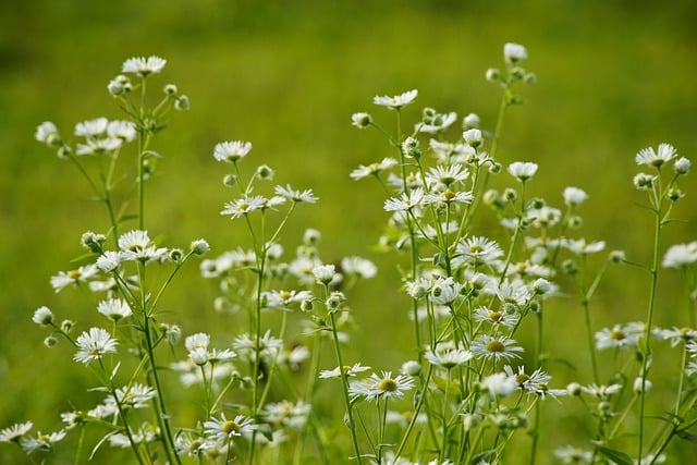 Free download erigeron flowers dew dewdrops free picture to be edited with GIMP free online image editor