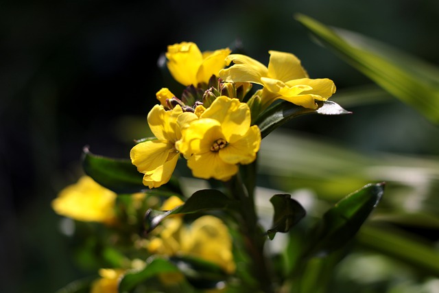 Free download erysimum cheiri wallflowers yellow free picture to be edited with GIMP free online image editor