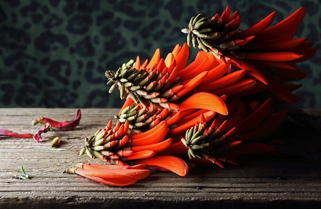 Free download erythrina coral tree red flowers free picture to be edited with GIMP free online image editor