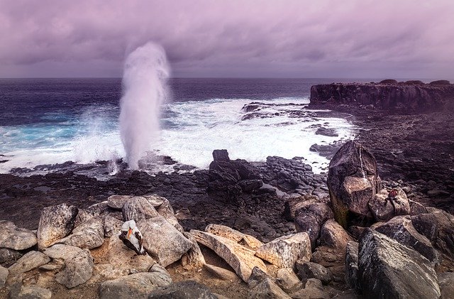 Muat turun percuma Espanola Island Galapagos Islands - foto atau gambar percuma untuk diedit dengan editor imej dalam talian GIMP