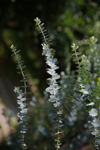 Free download Eucalyptus Leaf Plants -  free photo or picture to be edited with GIMP online image editor