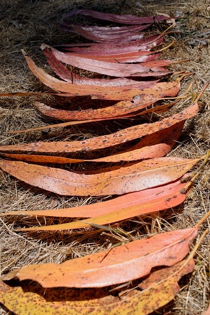 הורדה חינם Eucalyptus Leaves Australian - תמונה או תמונה בחינם לעריכה עם עורך התמונות המקוון GIMP