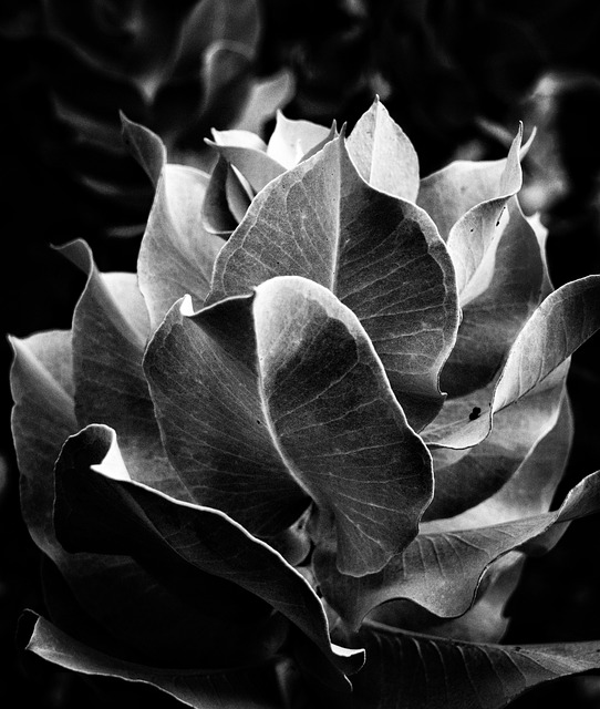 Free download eucalyptus leaves monochrome free picture to be edited with GIMP free online image editor