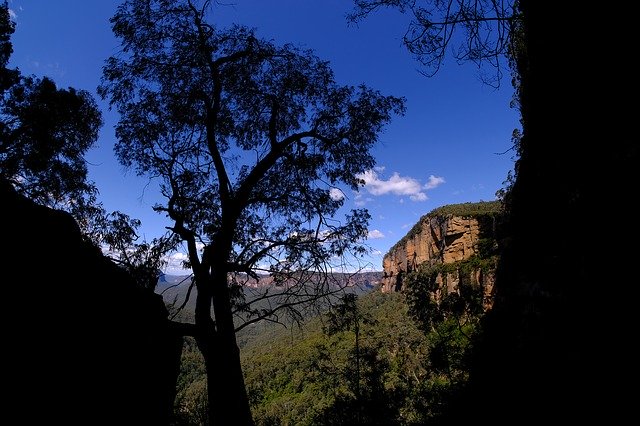 Téléchargement gratuit de l'arbre d'eucalyptus - photo ou image gratuite à éditer avec l'éditeur d'images en ligne GIMP