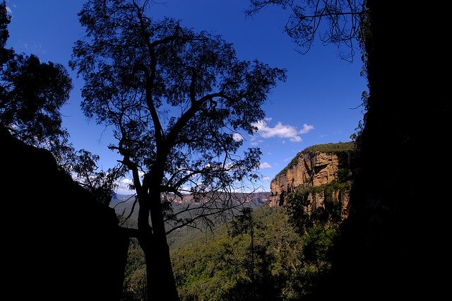 Free download Eucalyptus Tree -  free photo or picture to be edited with GIMP online image editor