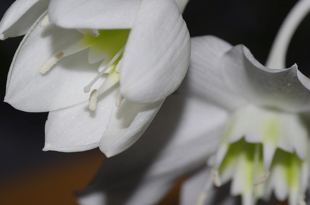 Eucharis Flower White'ı ücretsiz indirin - GIMP çevrimiçi resim düzenleyici ile düzenlenecek ücretsiz fotoğraf veya resim