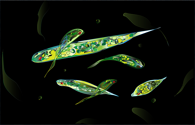 Free download Euglena Microorganisms Nutrition -  free illustration to be edited with GIMP free online image editor