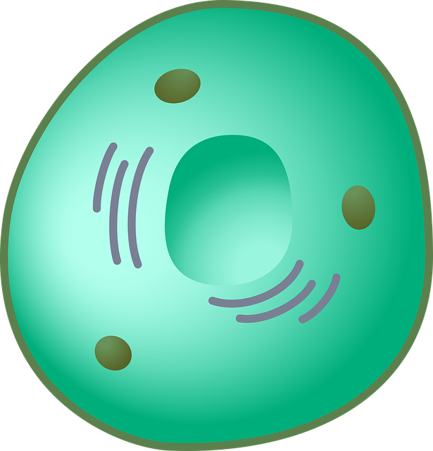 Free graphic Eukaryot Cell - Free vector graphic on Pixabay to be edited by GIMP free image editor by OffiDocs