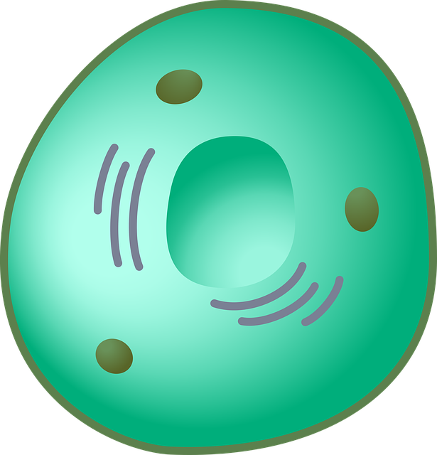 Free download Eukaryot Cell - Free vector graphic on Pixabay free illustration to be edited with GIMP free online image editor