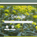 Euphorbia  screen for extension Chrome web store in OffiDocs Chromium