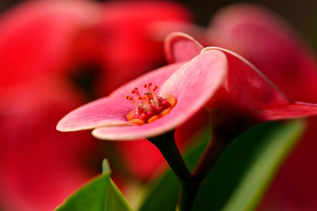 Free download euphorbia millii flower plant free picture to be edited with GIMP free online image editor