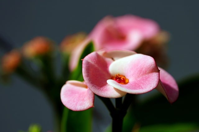 Free download euphorbia millii plant flower free picture to be edited with GIMP free online image editor