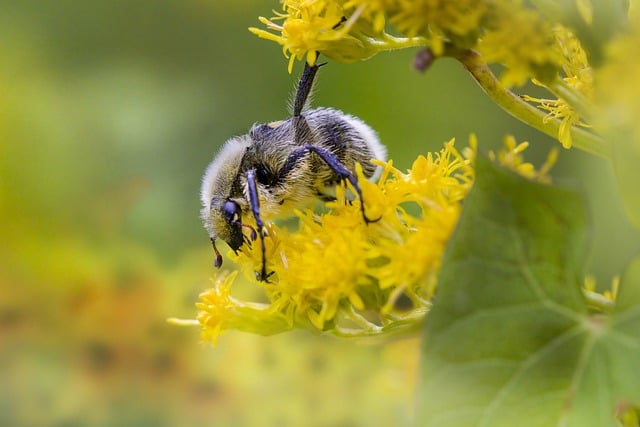 Free download eurasian bee beetle bee insect free picture to be edited with GIMP free online image editor