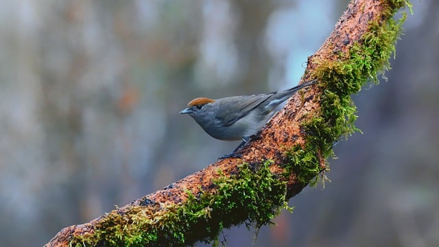 Free download eurasian blackcap blackcap bird free picture to be edited with GIMP free online image editor