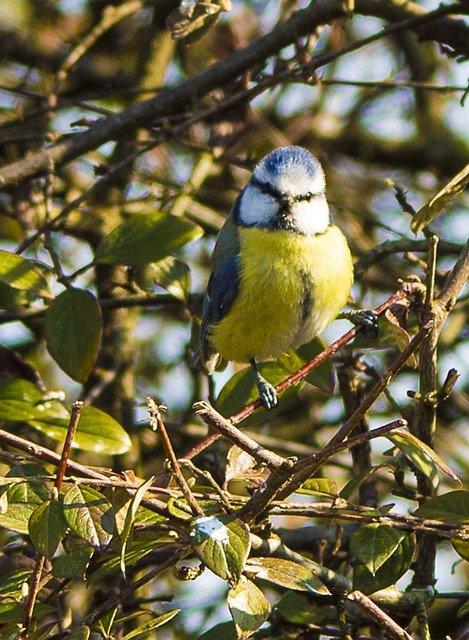 Free download eurasian blue tit bird avian free picture to be edited with GIMP free online image editor