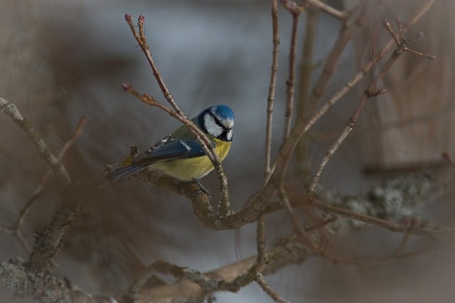 Free download eurasian blue tit bird garden free picture to be edited with GIMP free online image editor