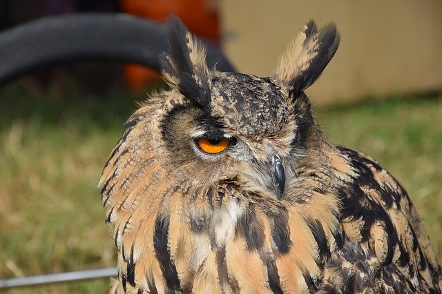 Free download Eurasian Eagle Owl Bird -  free photo or picture to be edited with GIMP online image editor