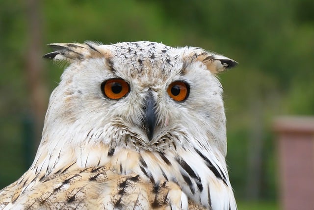 Free download eurasian eagle owl bird of prey owl free picture to be edited with GIMP free online image editor