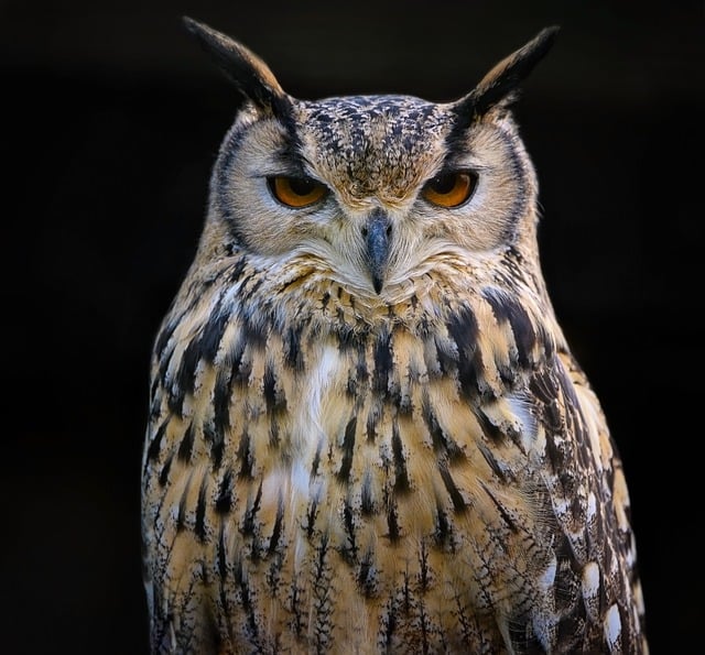 Free download eurasian eagle owl uhu eagle owl free picture to be edited with GIMP free online image editor