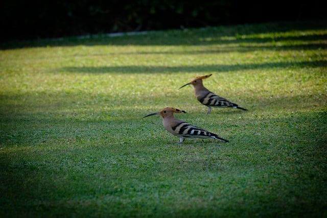 Téléchargement gratuit d'une photo gratuite d'oiseaux huppes eurasiennes et d'animaux à modifier avec l'éditeur d'images en ligne gratuit GIMP